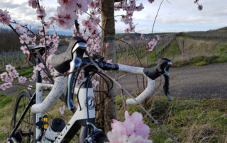 Rennrad und Kirschblüten